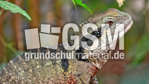 Australische Wasseragame_2.jpg